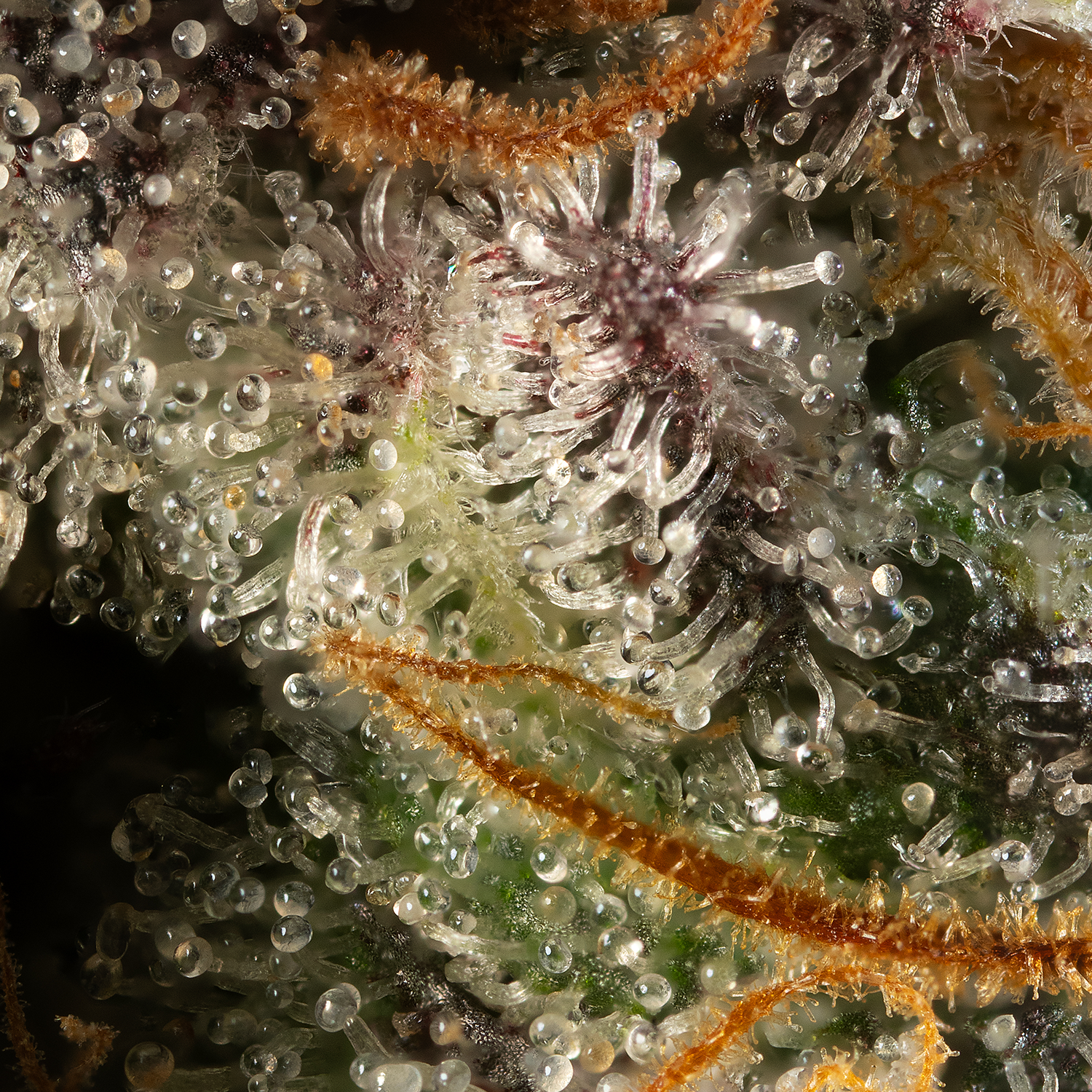 Cowboy JON OG