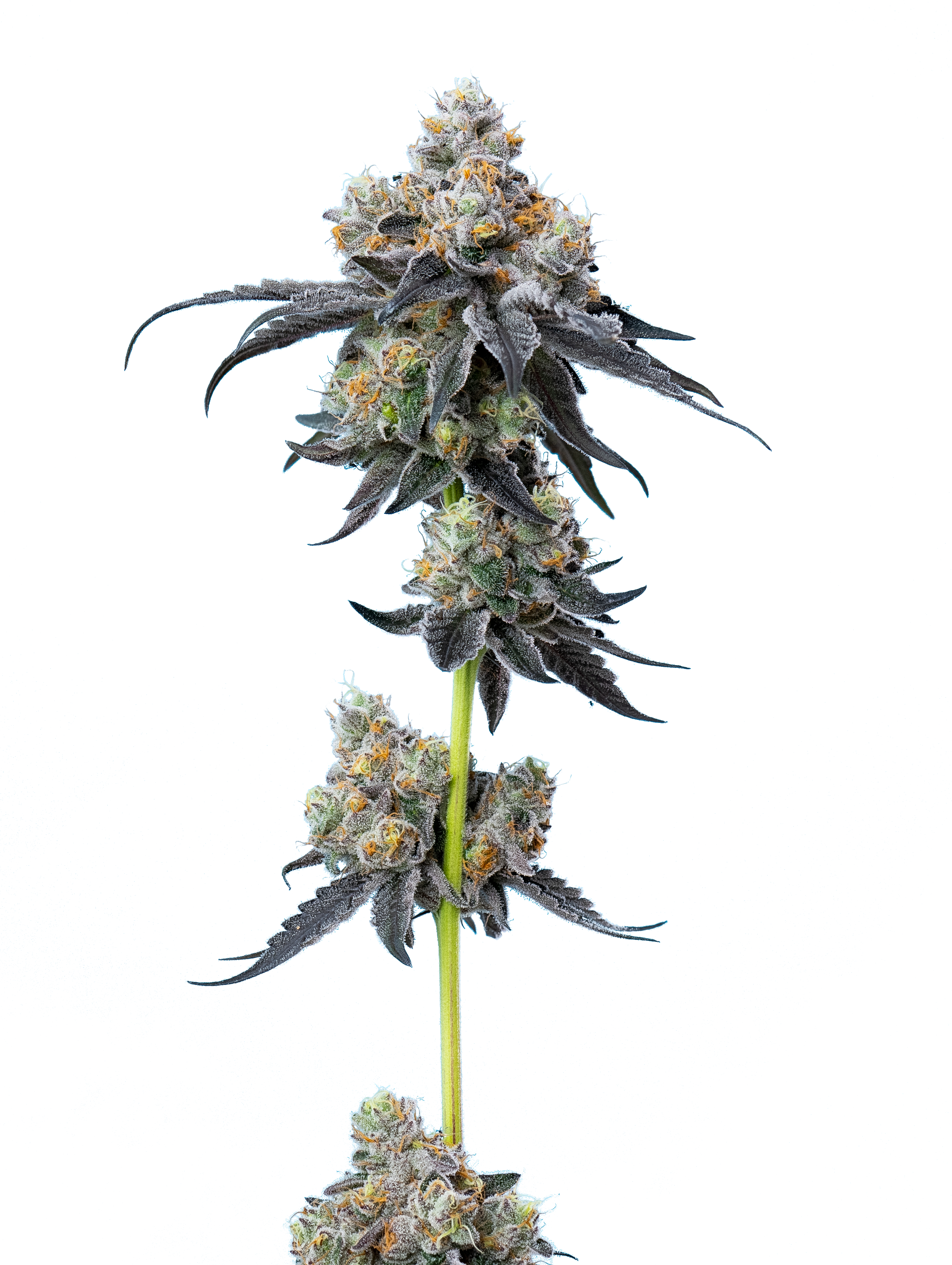 Gelato 33
