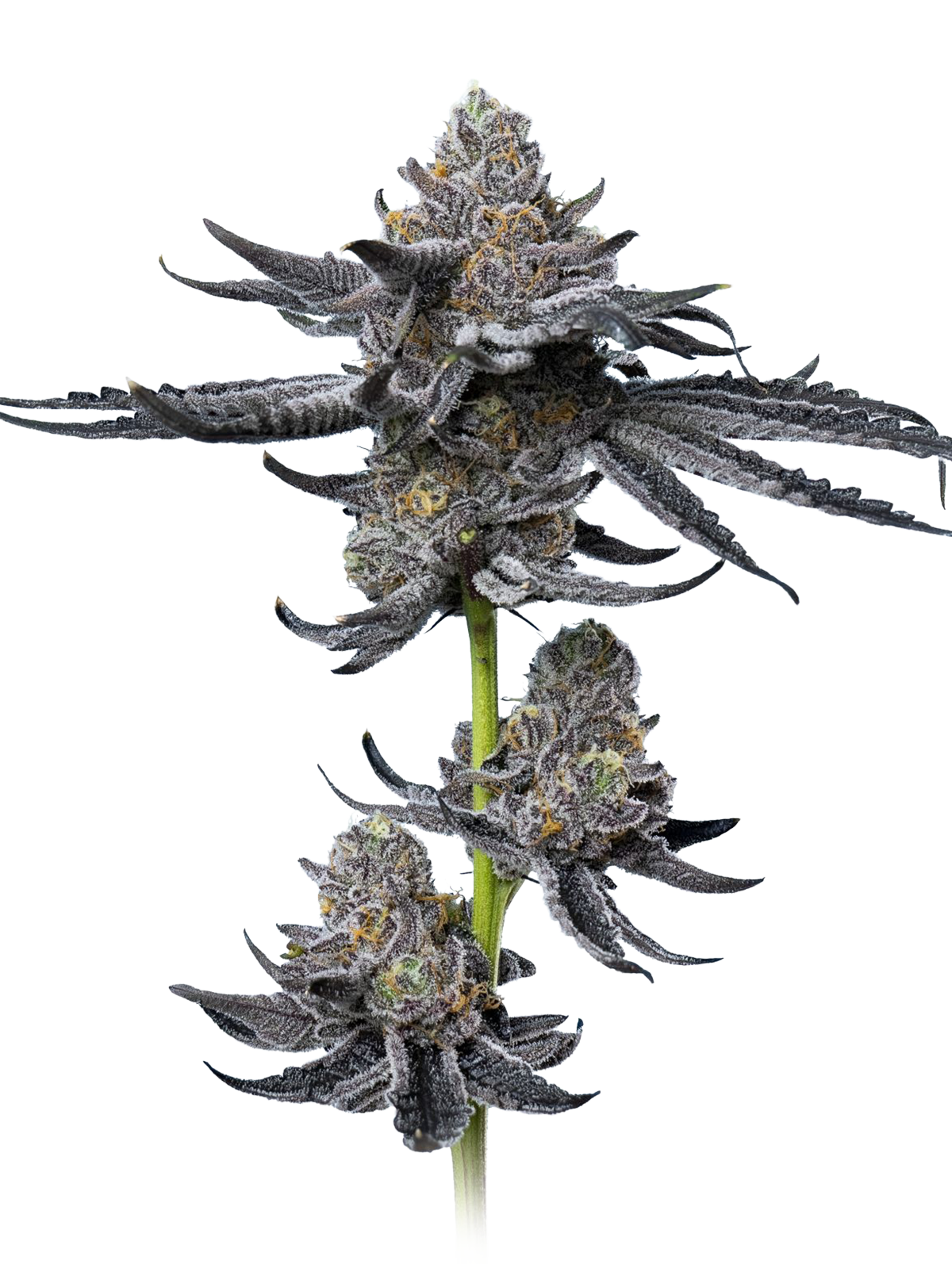 Cowboy JON OG