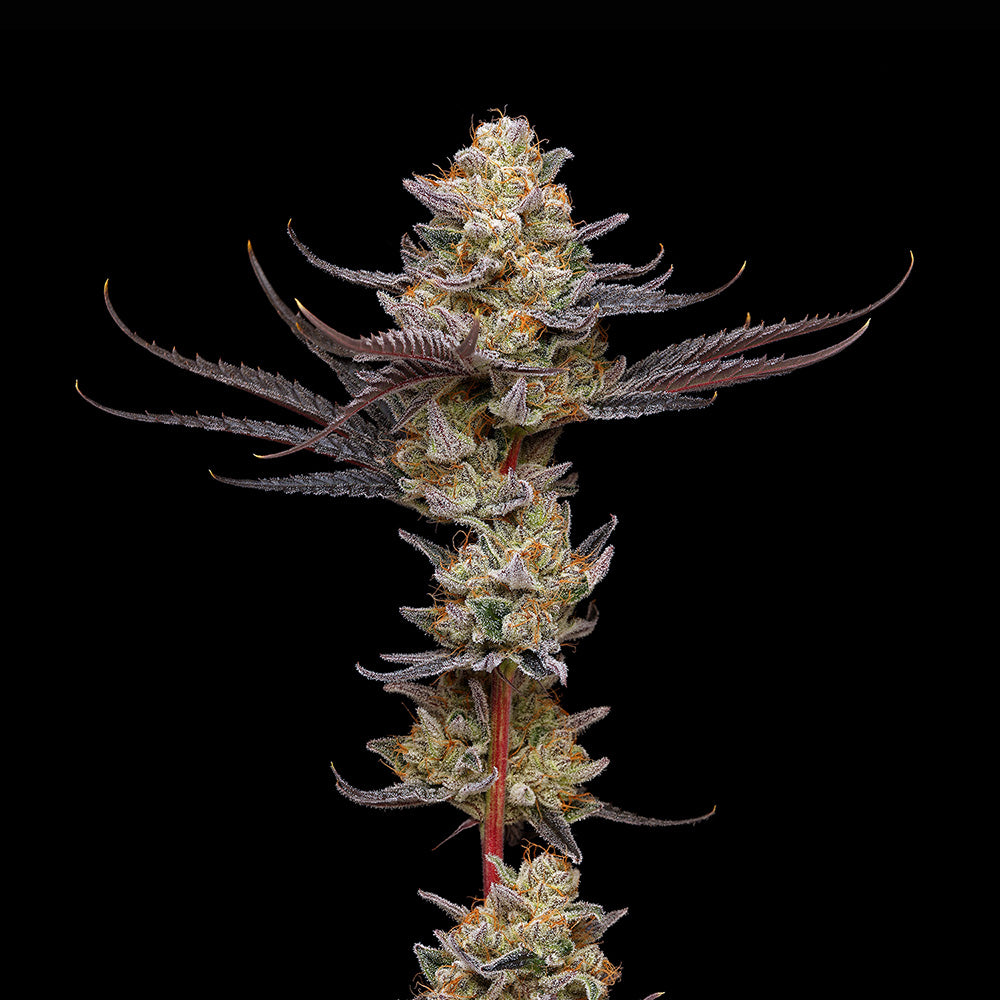 Triploid Black Cherry Gelato