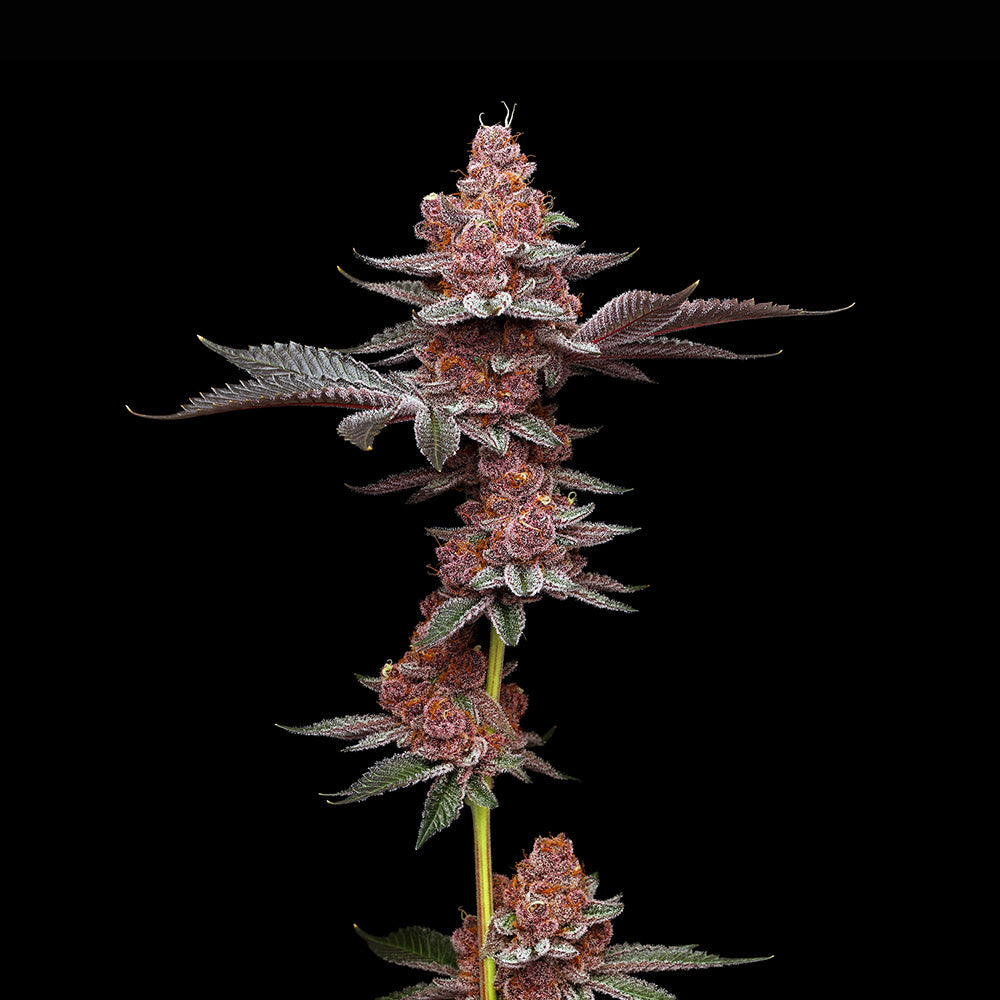 Gelato Tropicana