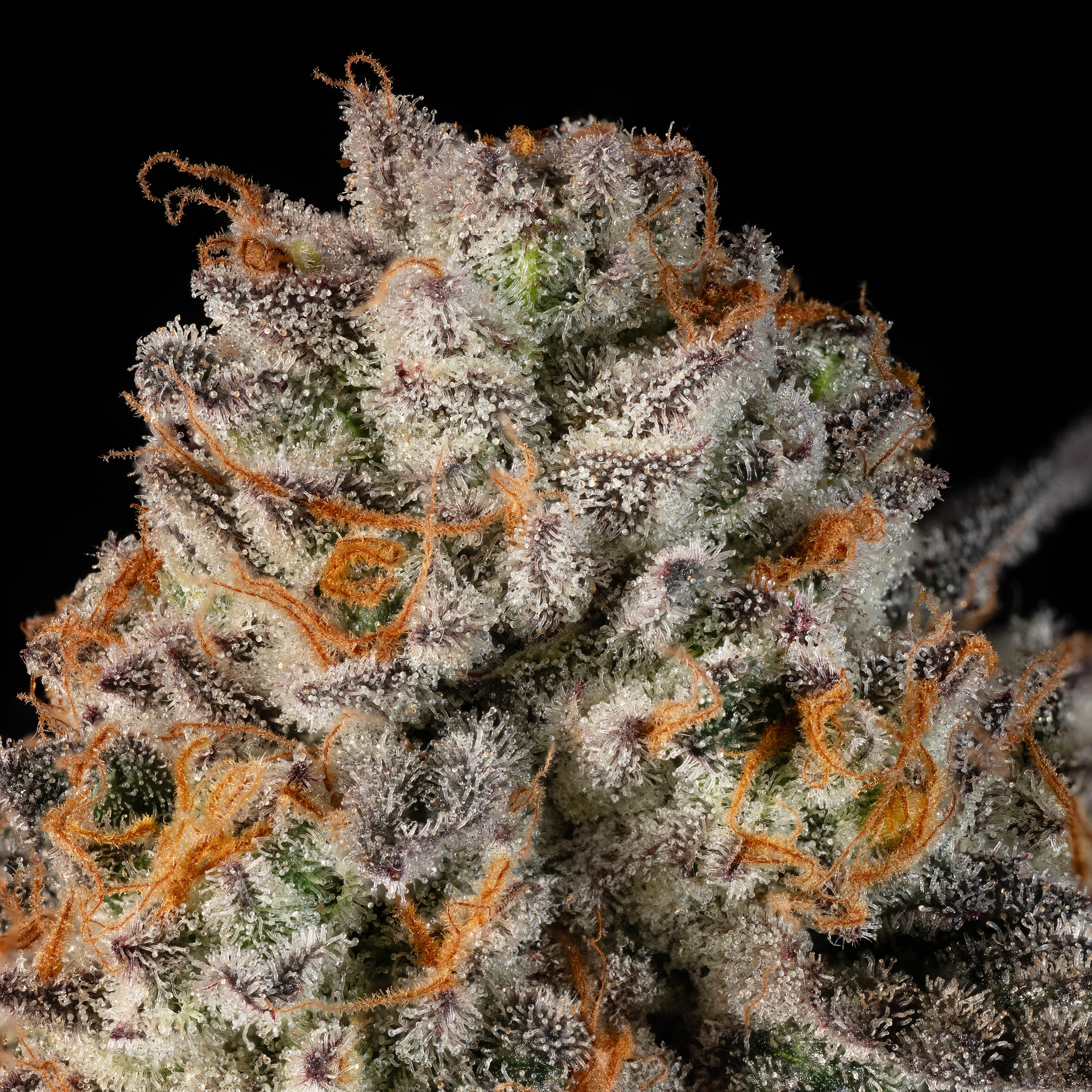 Cookies Gelato