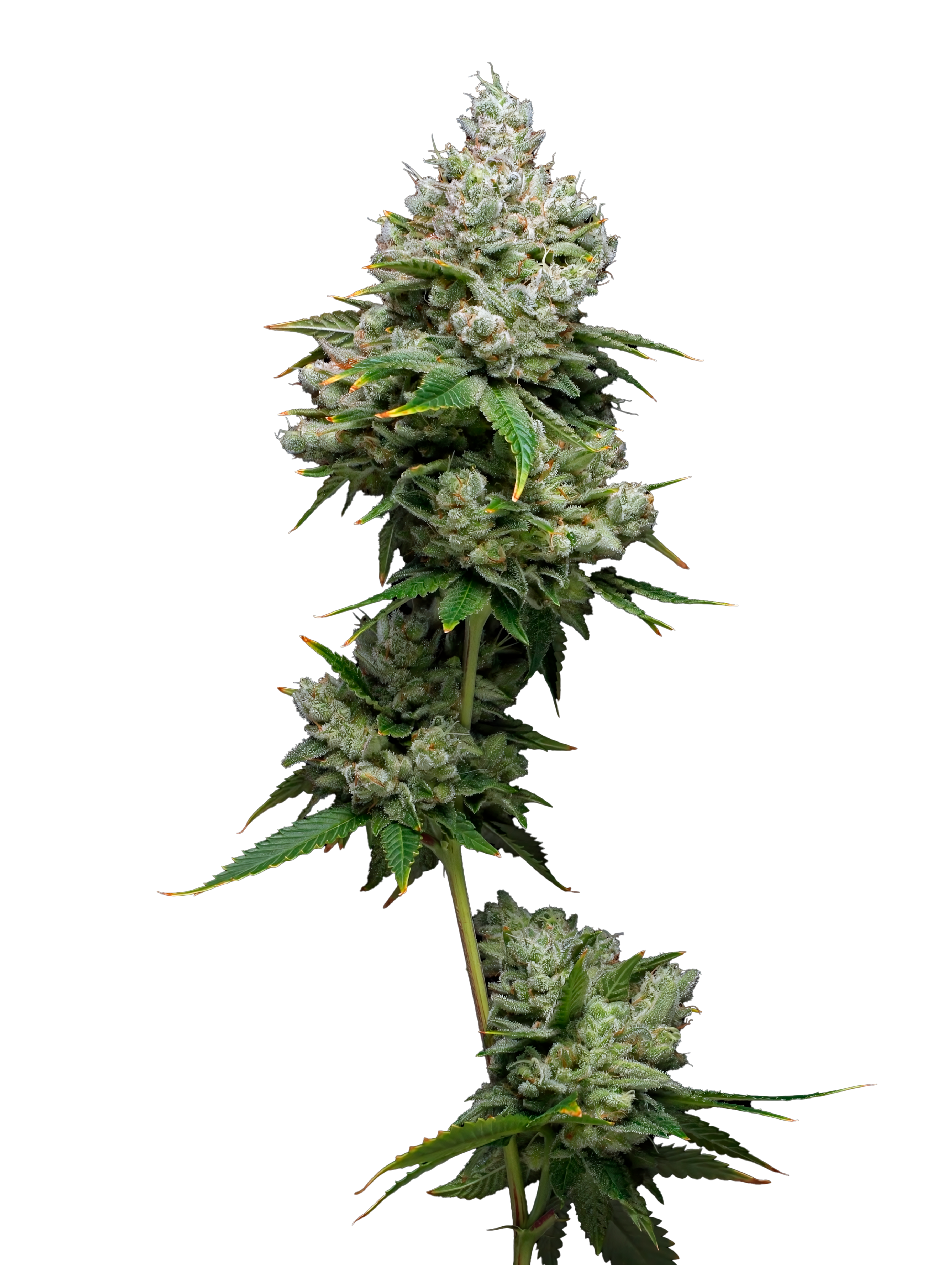 Kiwi x Papaya