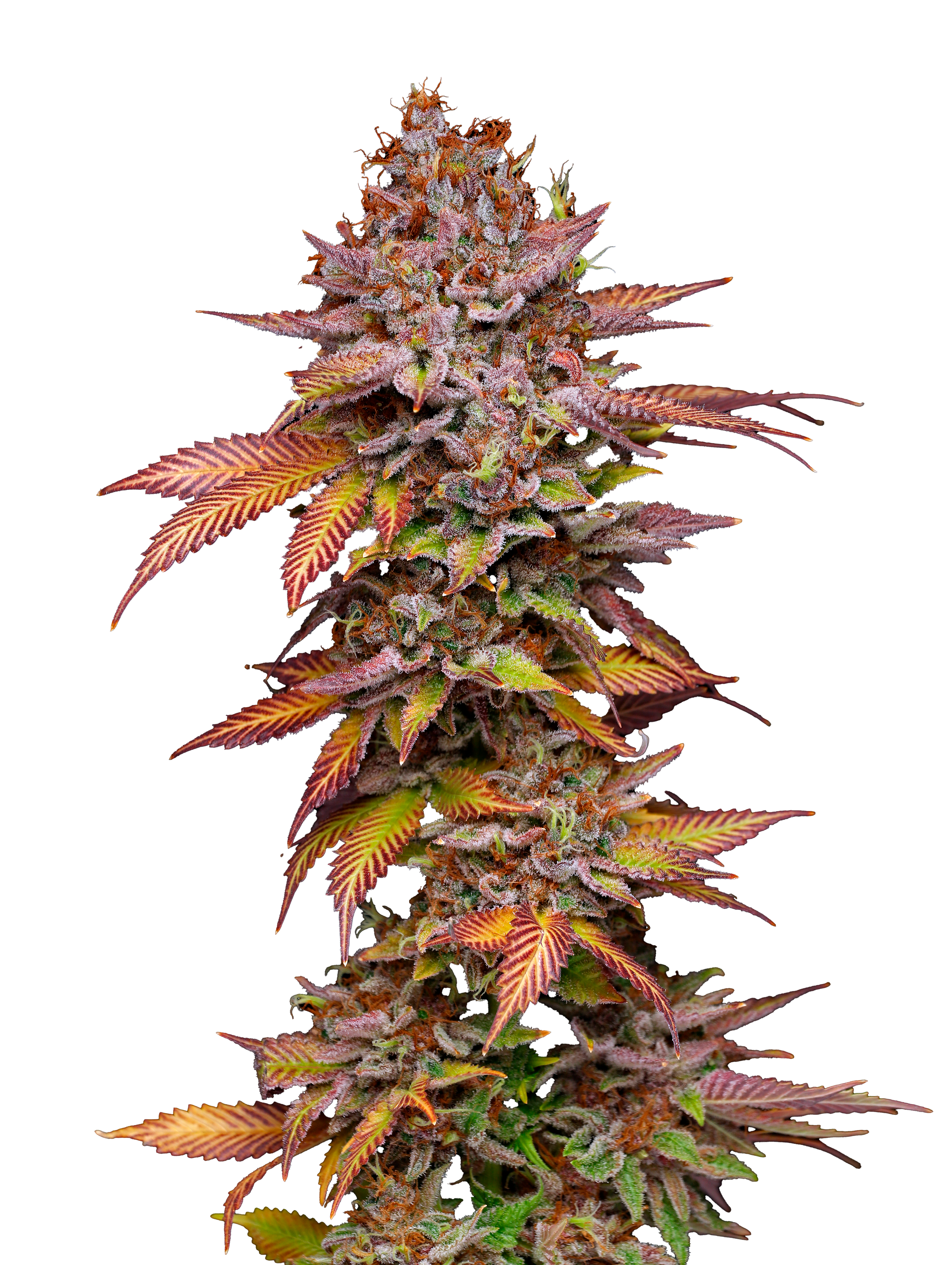 Poison Runtz