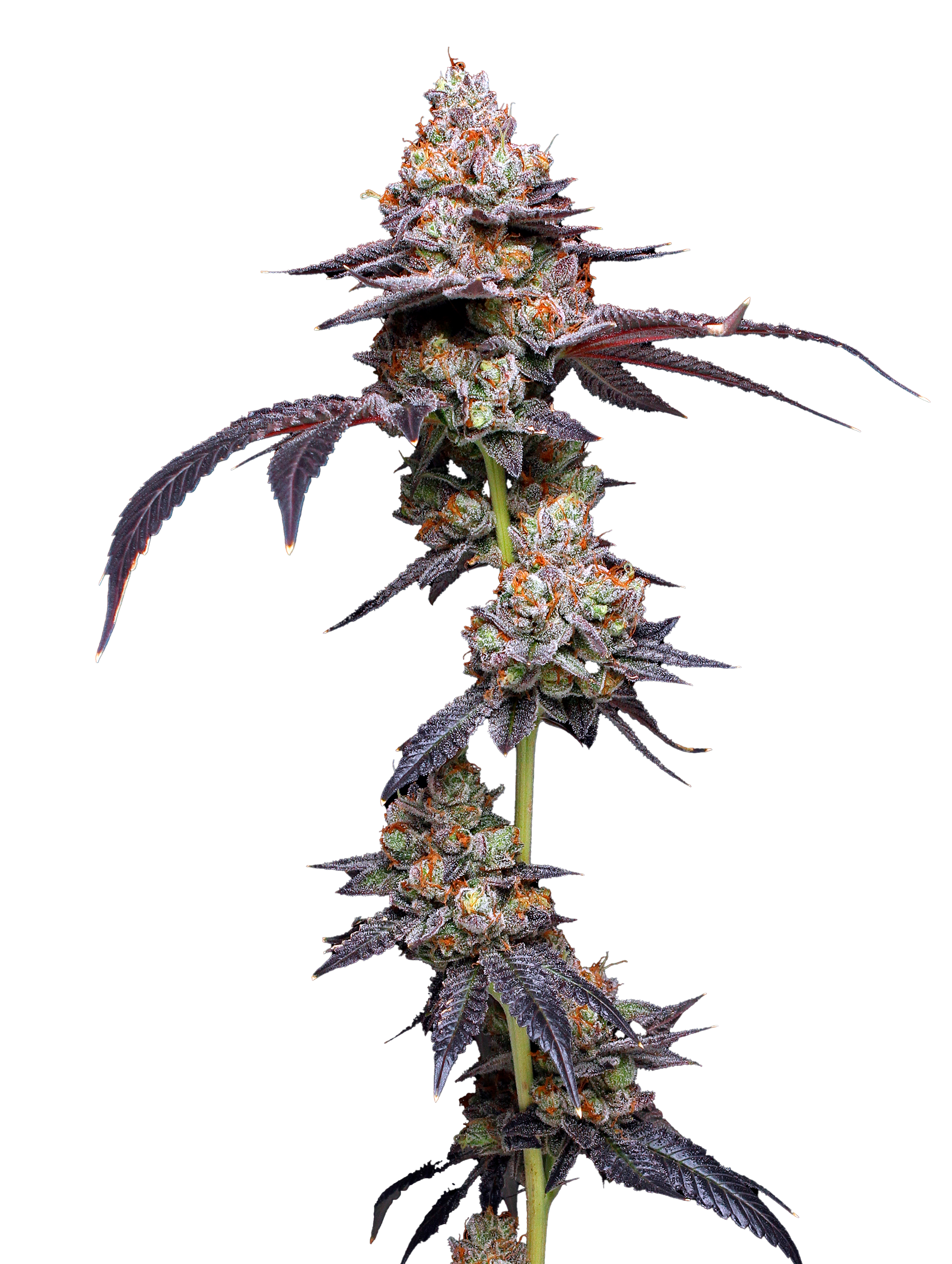 Thin Mint