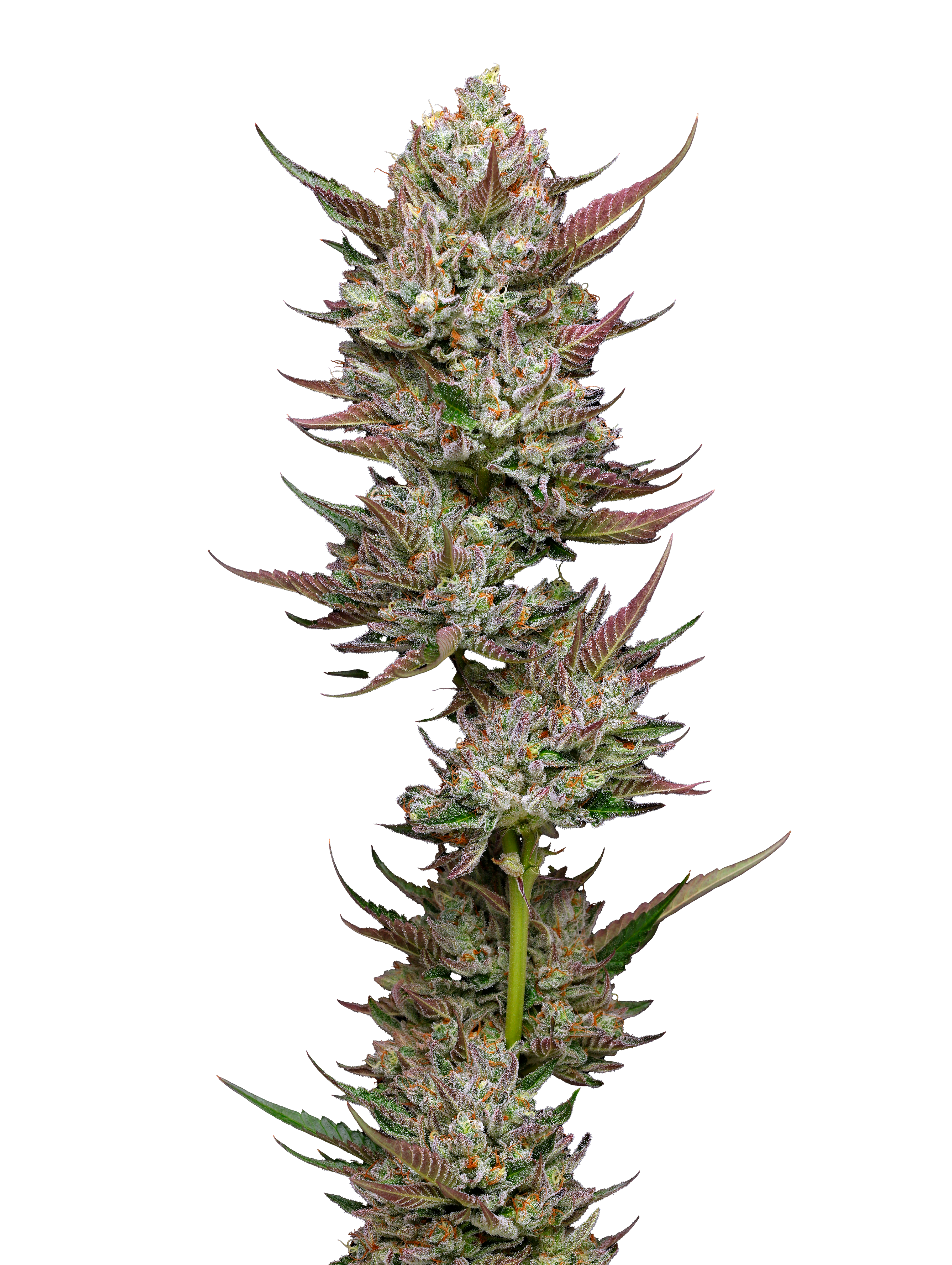 Tropicana Cherry