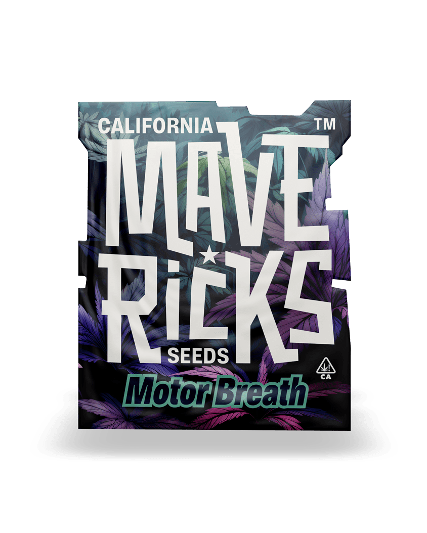 Motore