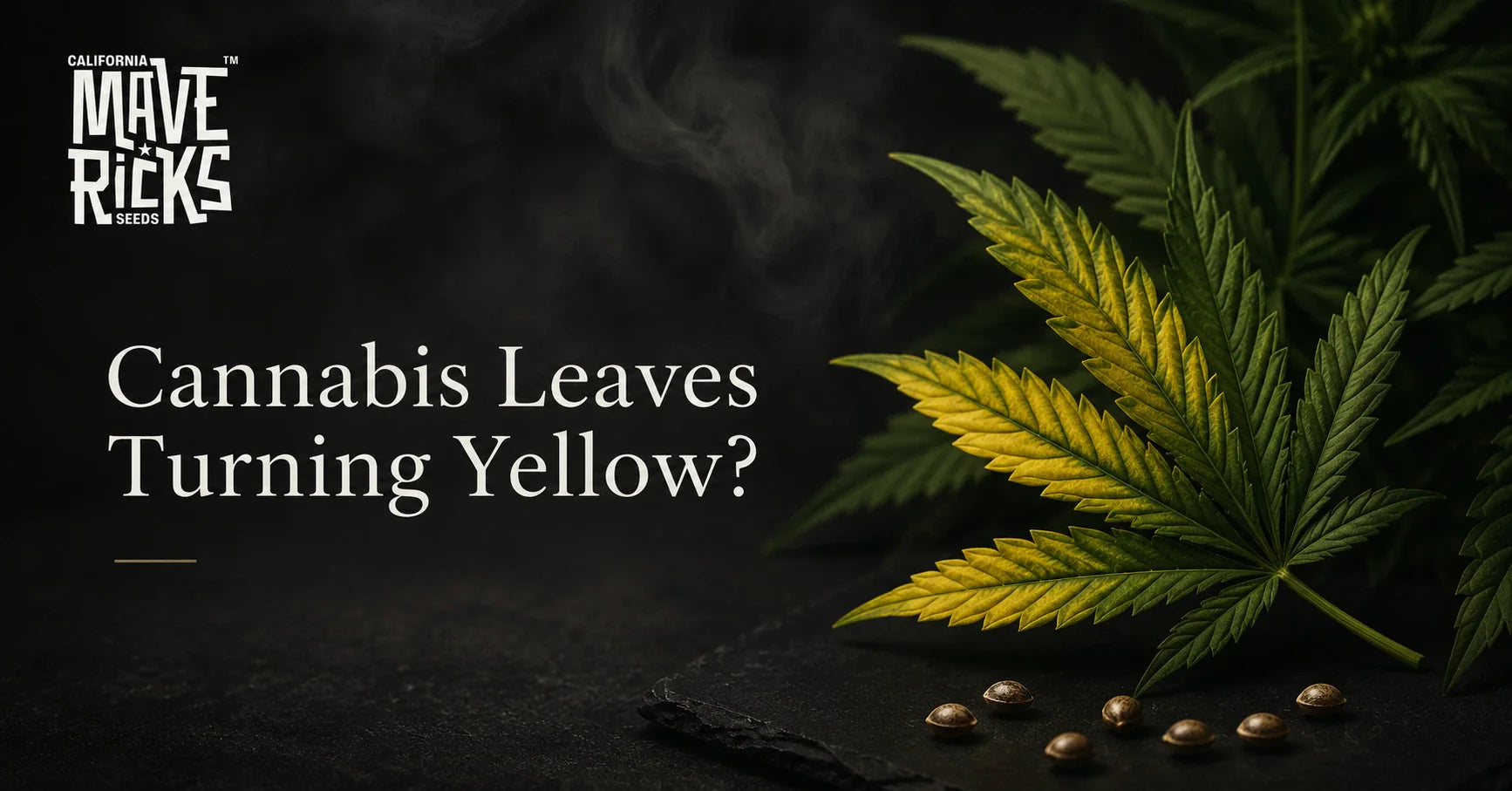 Why are my cannabis leaves turning yellow? Causes and fixes