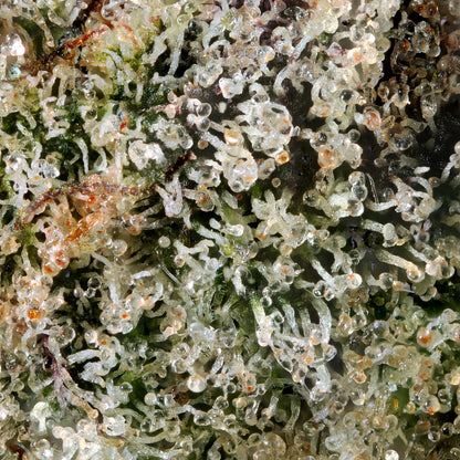Lemon Blueberry