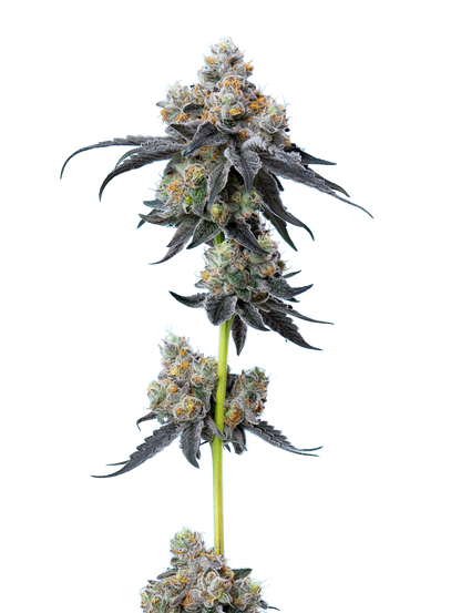 Gelato 33