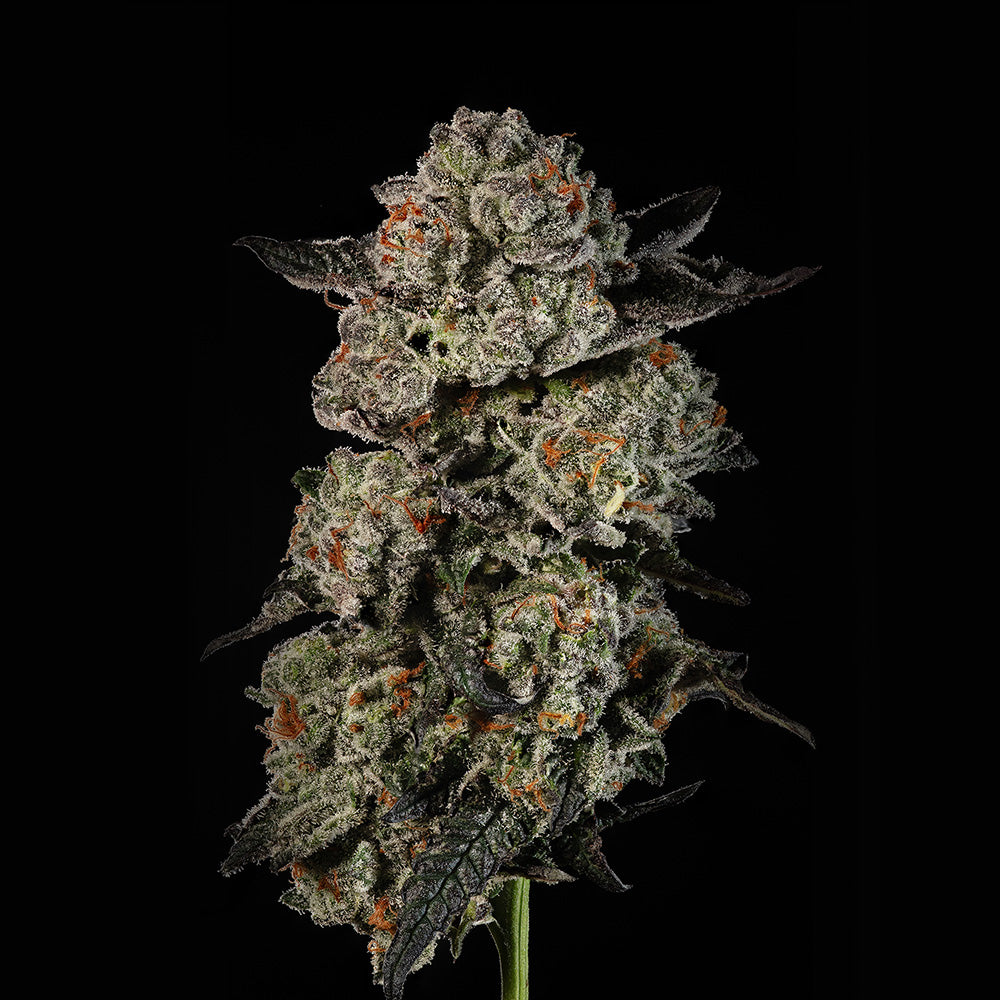 Kiwi x Papaya – Mavericks Genetics