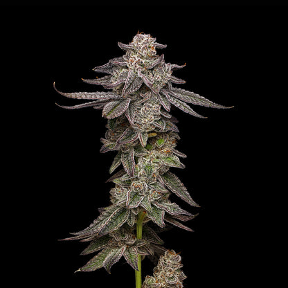 Lemon Cherry Gelato