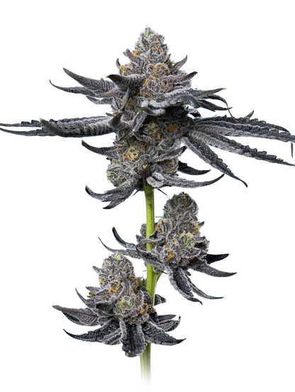 Cowboy JON OG