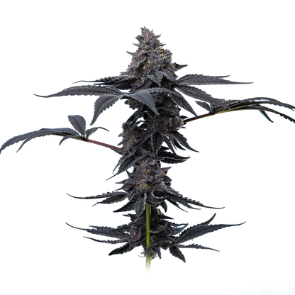 Peanut Butter Breath