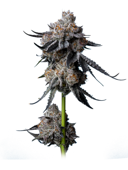 Gorilla Glue #4