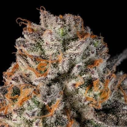 Cookies Gelato