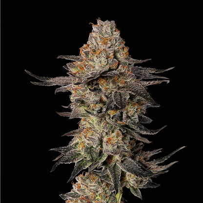 Cookies Gelato