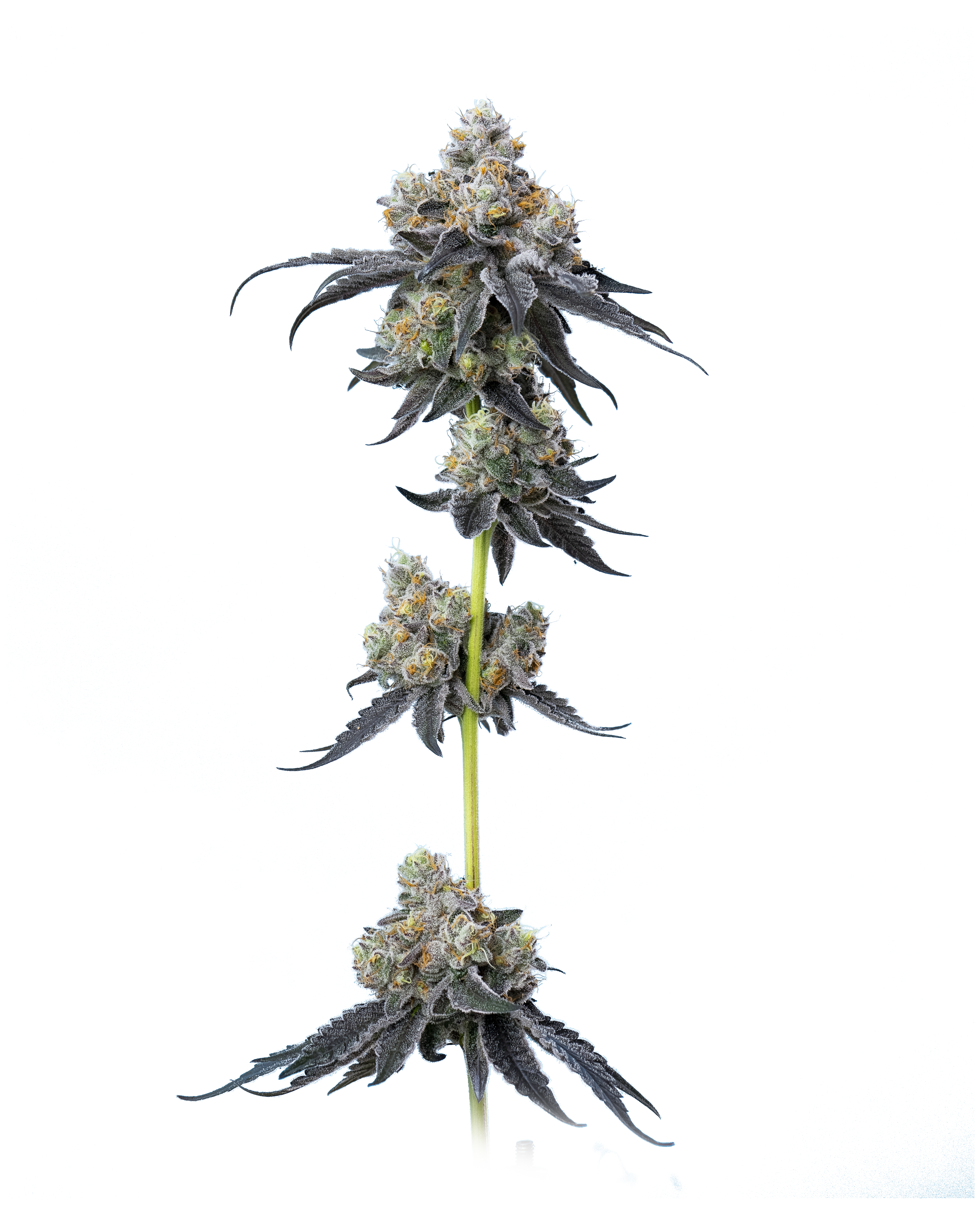 Gelato 33
