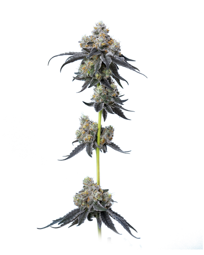 Gelato 33