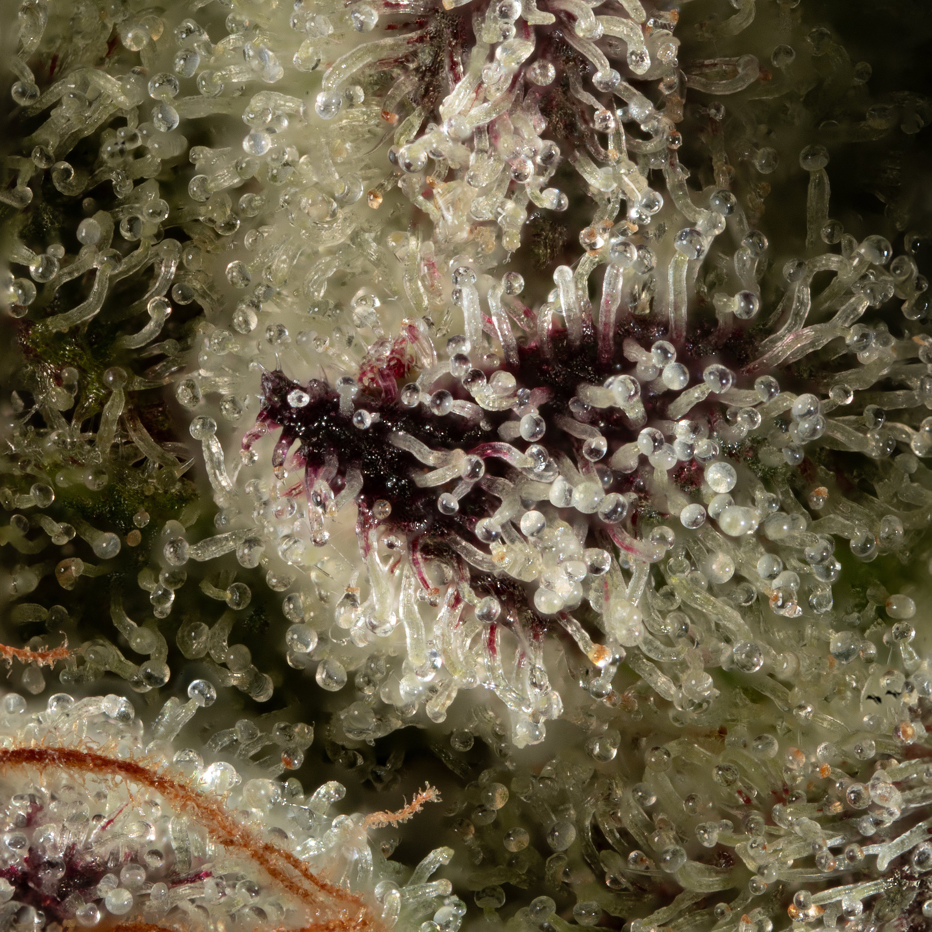Tropicana Cherry
