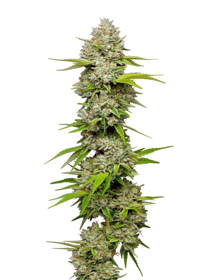 Lemon Blueberry