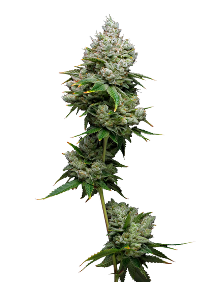 Kiwi x Papaya