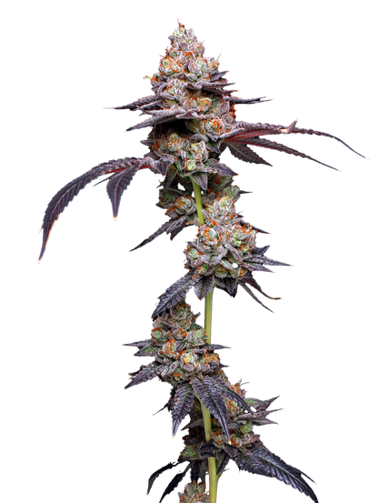 Thin Mint