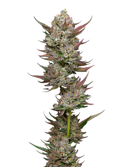 Tropicana Cherry