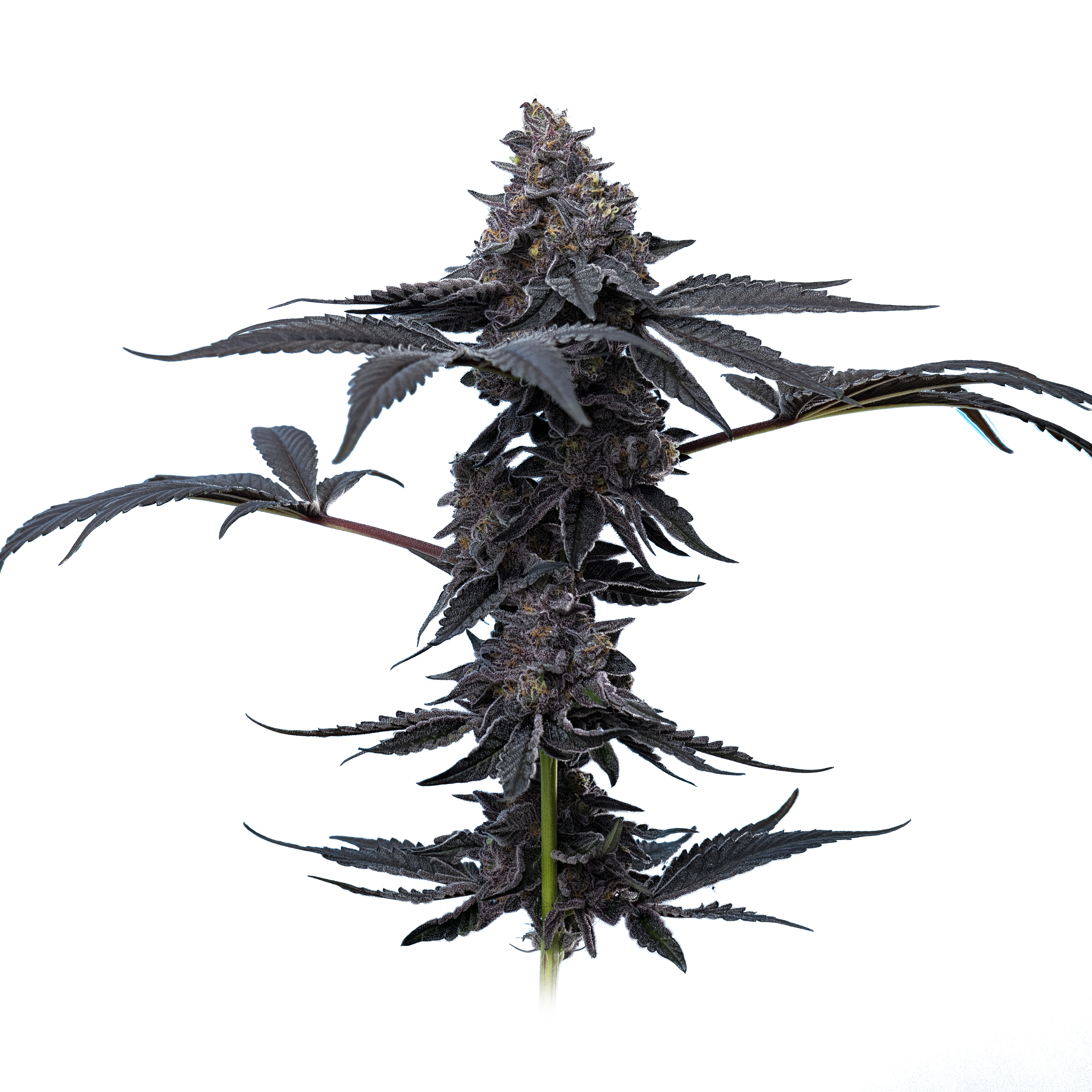 Peanut Butter Breath